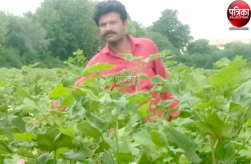 खेतों में लहलहा रही मूंग व कपास की फसल, किसानों के घर आएगी खुशहाली