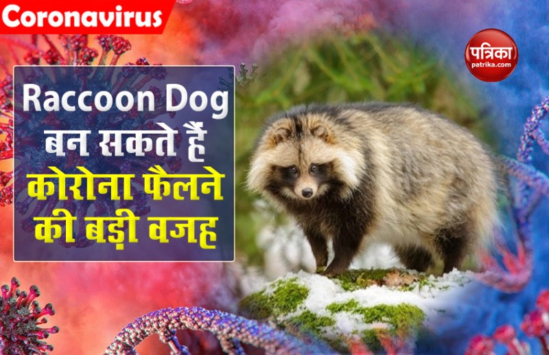 Raccoon dog may intermediate spread SARS cov 2
