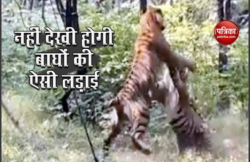 Two Tiger Fight Viral on Social Media 