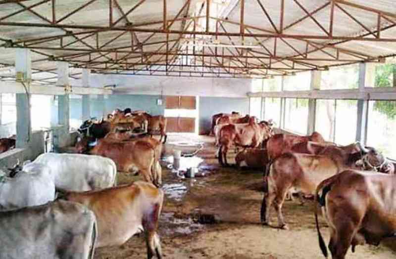 टैक्स के जरिए सरकार भर रही खजाना, गोशालाओं की आस अधूरी