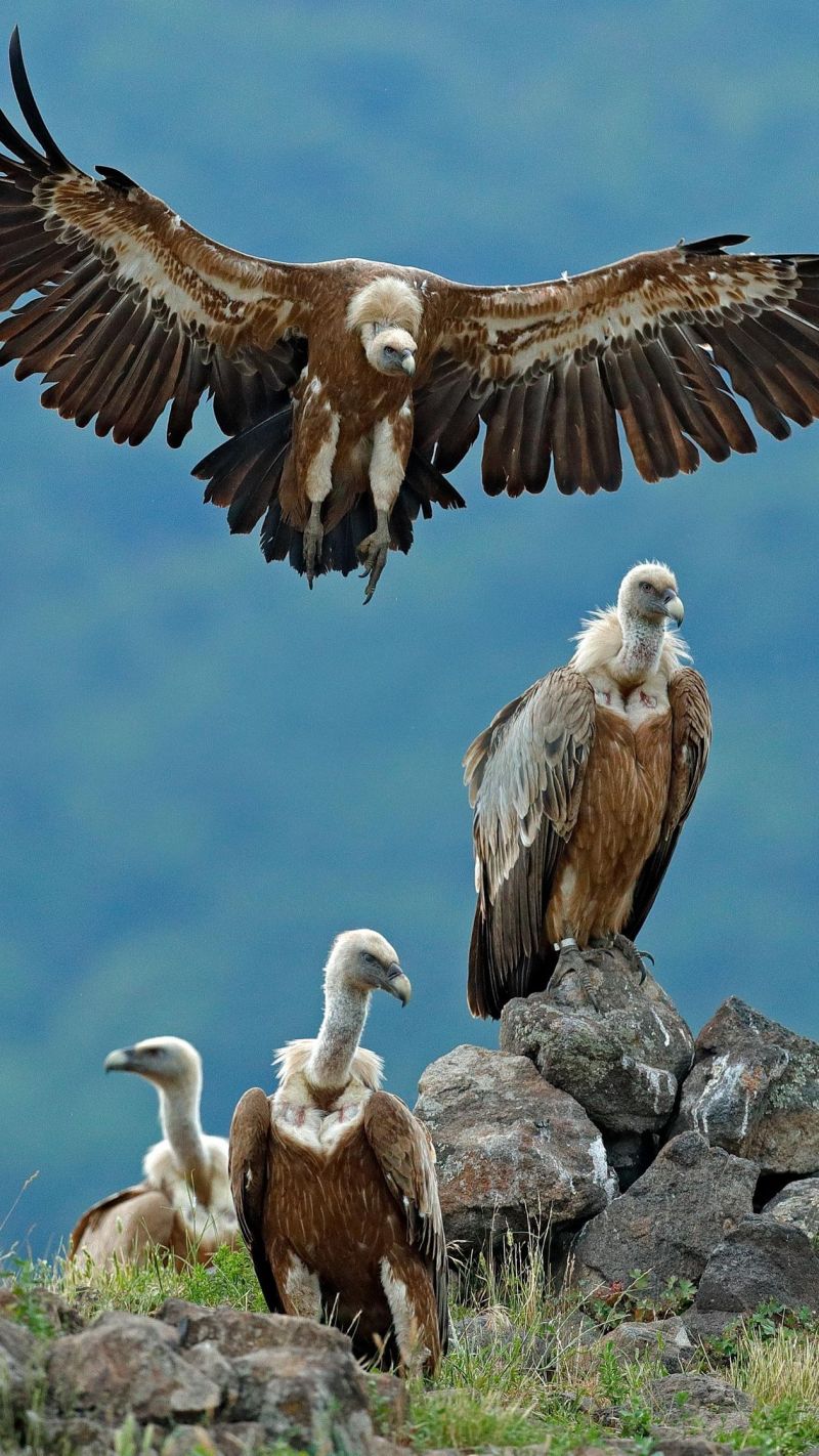 यूरोप से आने वाले गिद्ध अब जोधपुर क्यों नहीं ठहरते, जानिए