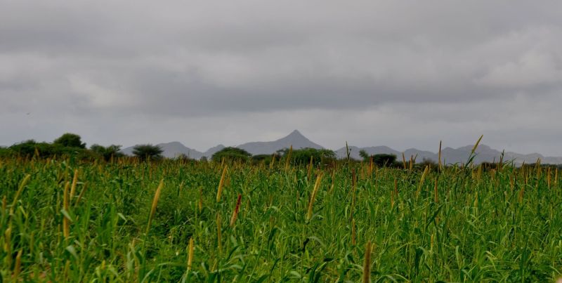 मूृंग-मोठ छोडि़ए अब तो बाजरा भी हाथ लगे तो नसीब