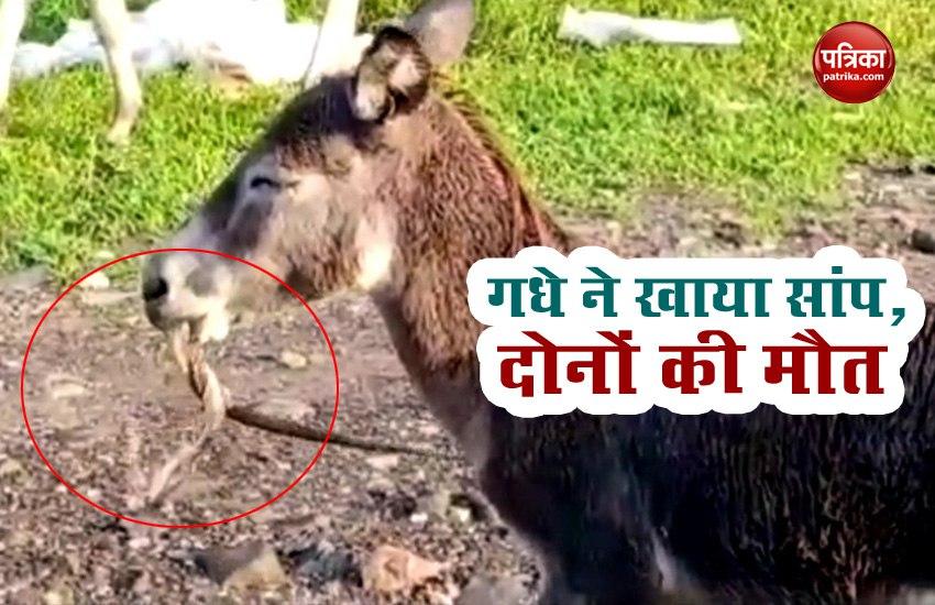 OMG: donkey ate grass as poisonous snake, both died