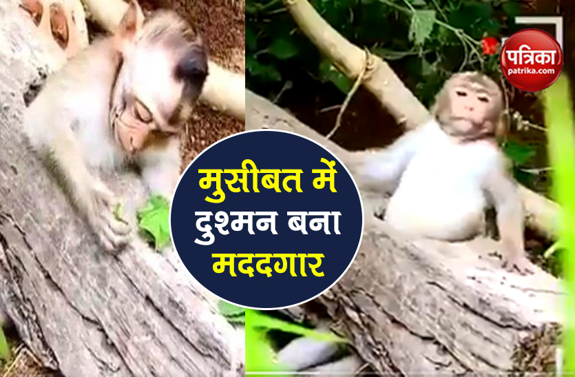 watch a viral video dog helped the monkey in trouble man made a video