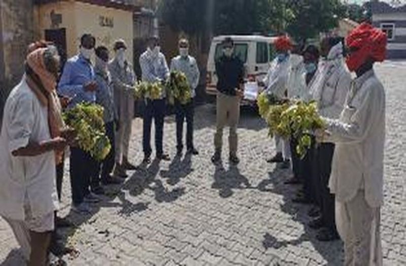 Fall armyworm insect attack in maize crop in bhilwara