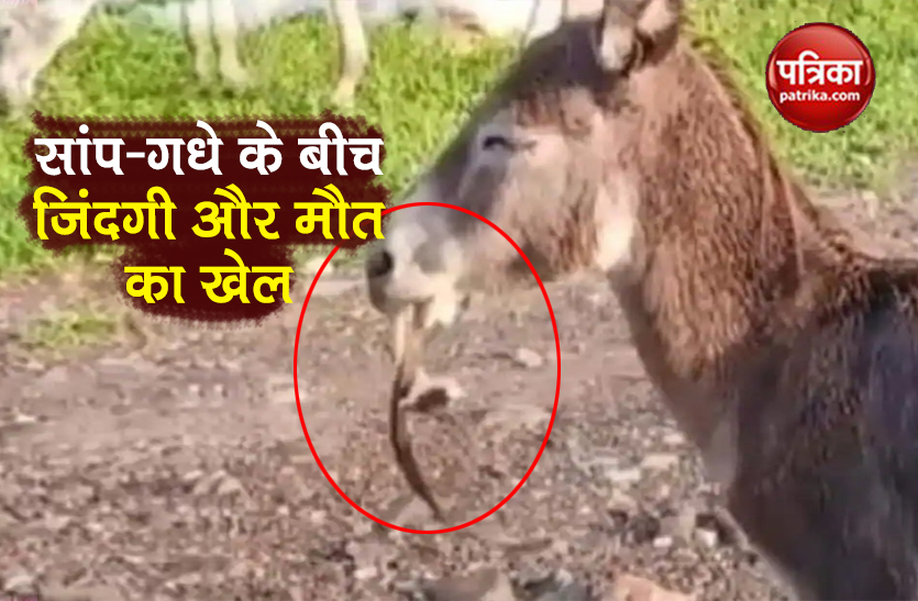 watch a viral video of snake vs donkey fight for life pratapgarh