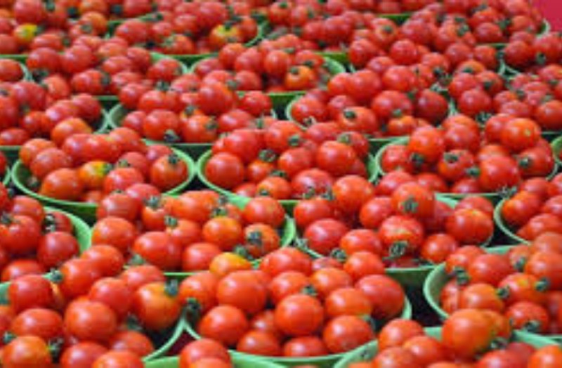 इमलीपारा क्वारंटाइन सेंटर में सब्जी बनाने के लिए 580 रुपए किलो की दर से खरीदा टमाटर