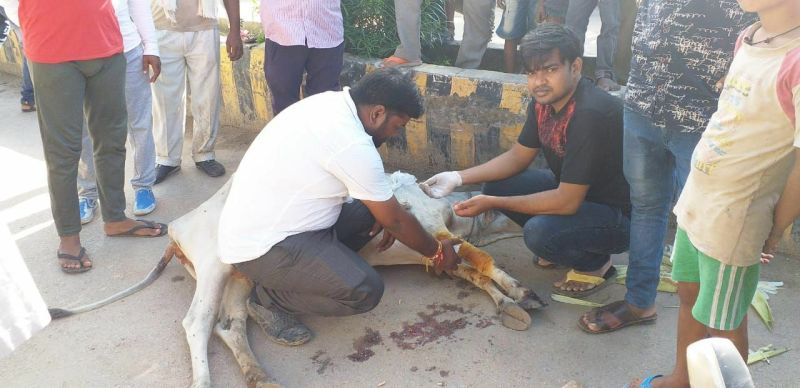 रोड पर बैठी गाय को ट्रक ने रौंदा, गुस्साए गोसेवकों ने लगाया जाम