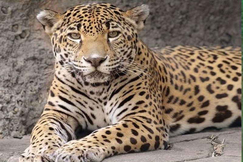 जोधपुर रेस्क्यू टीम को बाड़मेर-सांचोर के बीच चार दिनों से चकमा दे रहा पैंथर