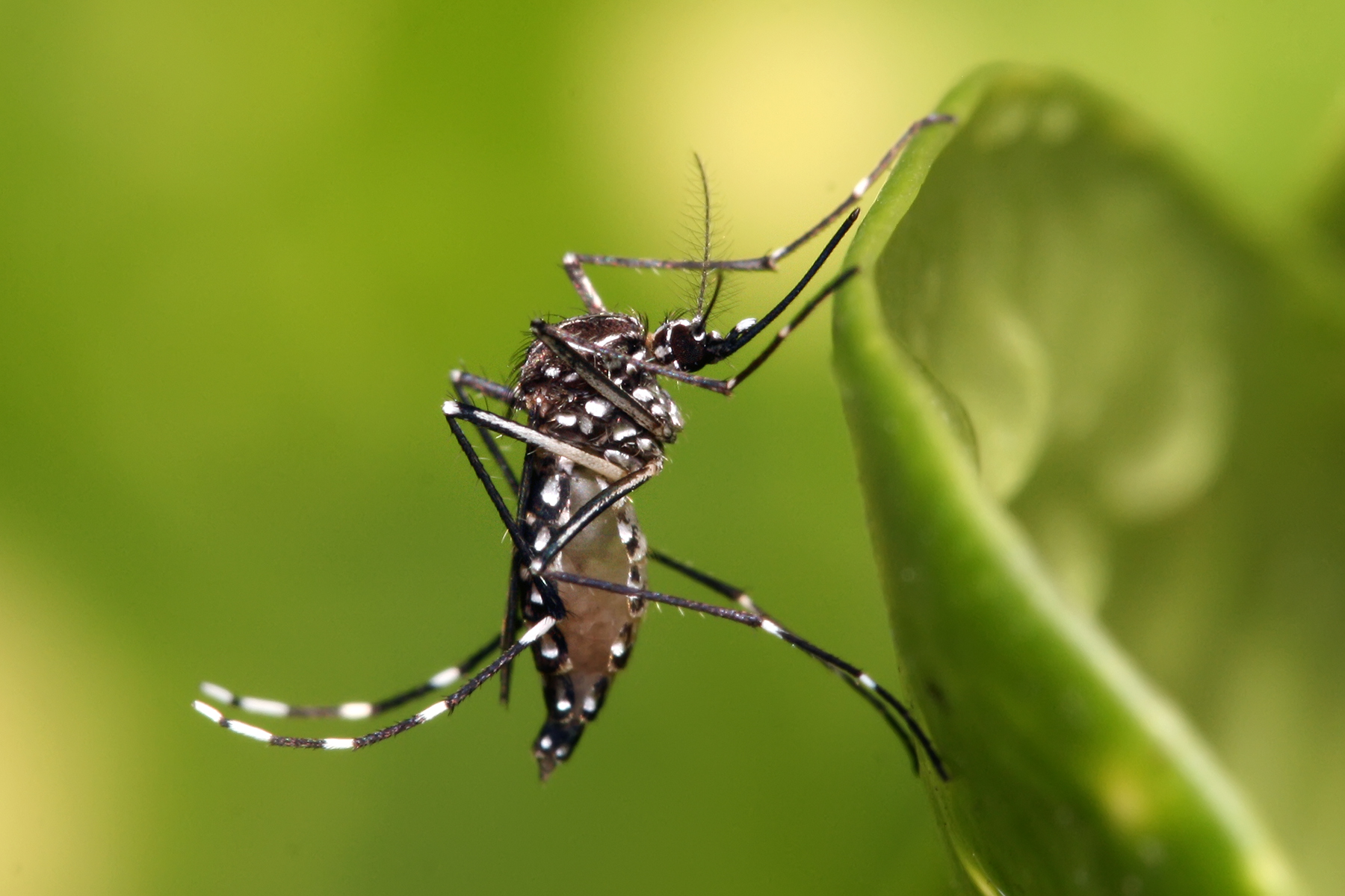 अनुवांशिक रूप से मानव द्वारा तैयार किए गए करोड़ों मच्छर लडेंग़े जीका वायरस से