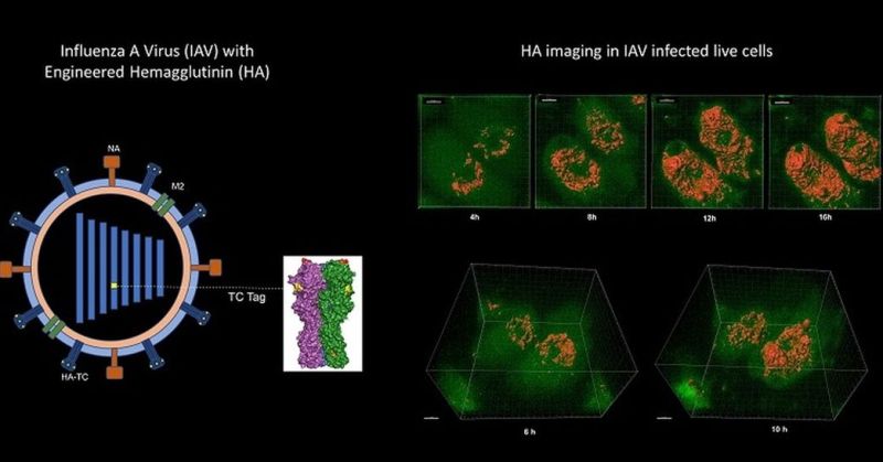 अब लाइव देख सकेंगे कोशिकाओं में संक्रमण