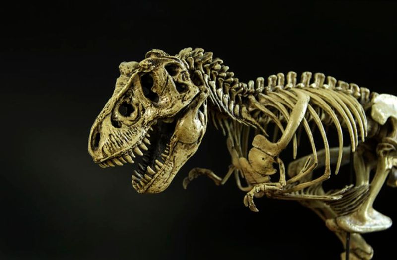 अजब-गजब: अब गणित बताएगा खोजे गए डायनासोरों के जीवाश्म में नर और मादा कौन