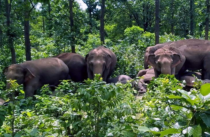 हाथियों का आतंक जारी, एक अद्धविक्षिप्त को कुचल कर मार डाला