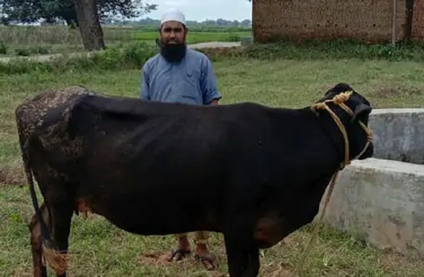 कोरोना काल का आश्चर्य, बिन ब्याही गाय दे रही है दूध