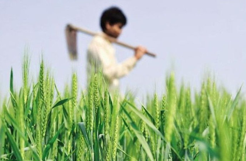 मध्यप्रदेश: किसानों को एक सीजन में सर्वाधिक बीमा राशि दिलाने वाला राज्य बना