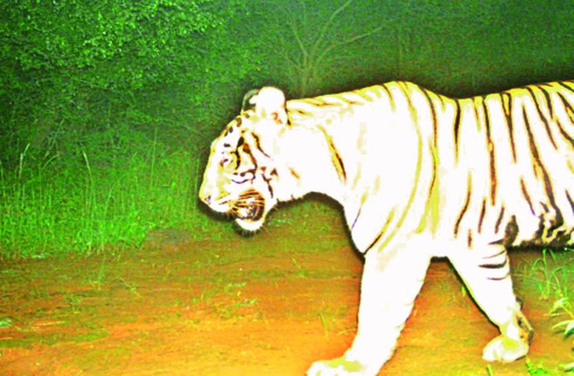 ranthambour tiger find in camera