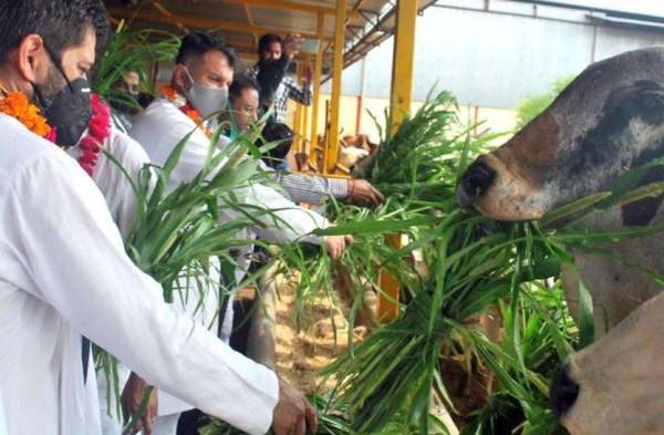 congress-workers-celebrated-birthday-of-sachin-pilot