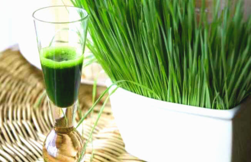 गेहूं के जवारे उच्च रक्तचाप, अस्थमा, साइनस, पाचन संबंधी रोग, अल्सर, कैंसर, आंतों की सूजन में फायदेमद