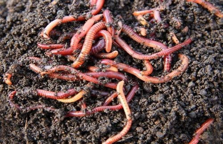 earthworms.jpg