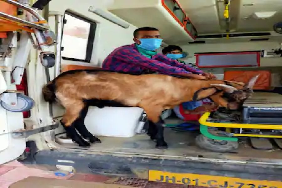 Goat Tried To Go With Coronavirus Patient Owner In Ambulance In Simdega Jharkhand