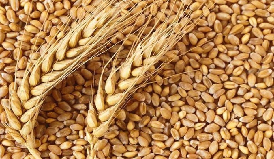 WHEAT--- कुपोषण खत्म करने में मददगार होगी गेहूं की एचआइ-1605 किस्म