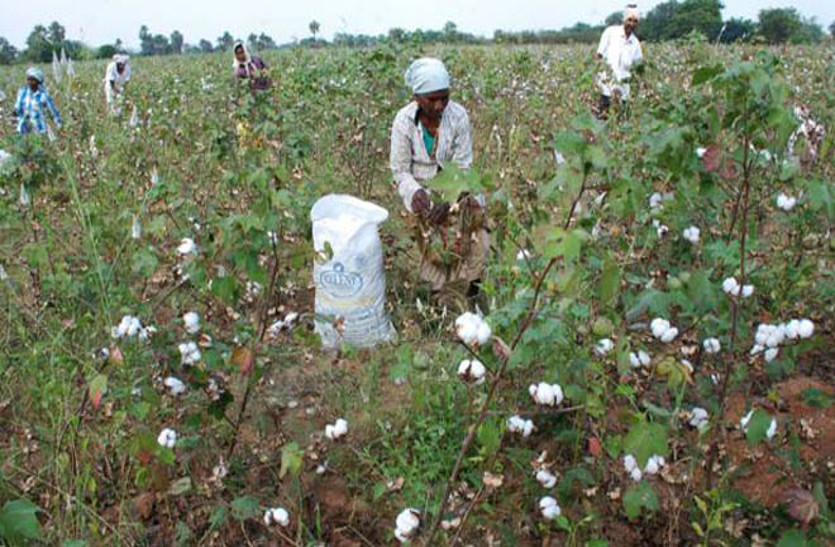 Big cheat with farmers, 60 Bt cotton wasted in bhilwara
