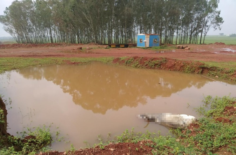 मैनपाट में बाक्साइट निकालने के बाद छोड़ दिए बड़े-बड़े गड्ढे, बारिश में भरा पानी, मवेशियों की जा रही जान