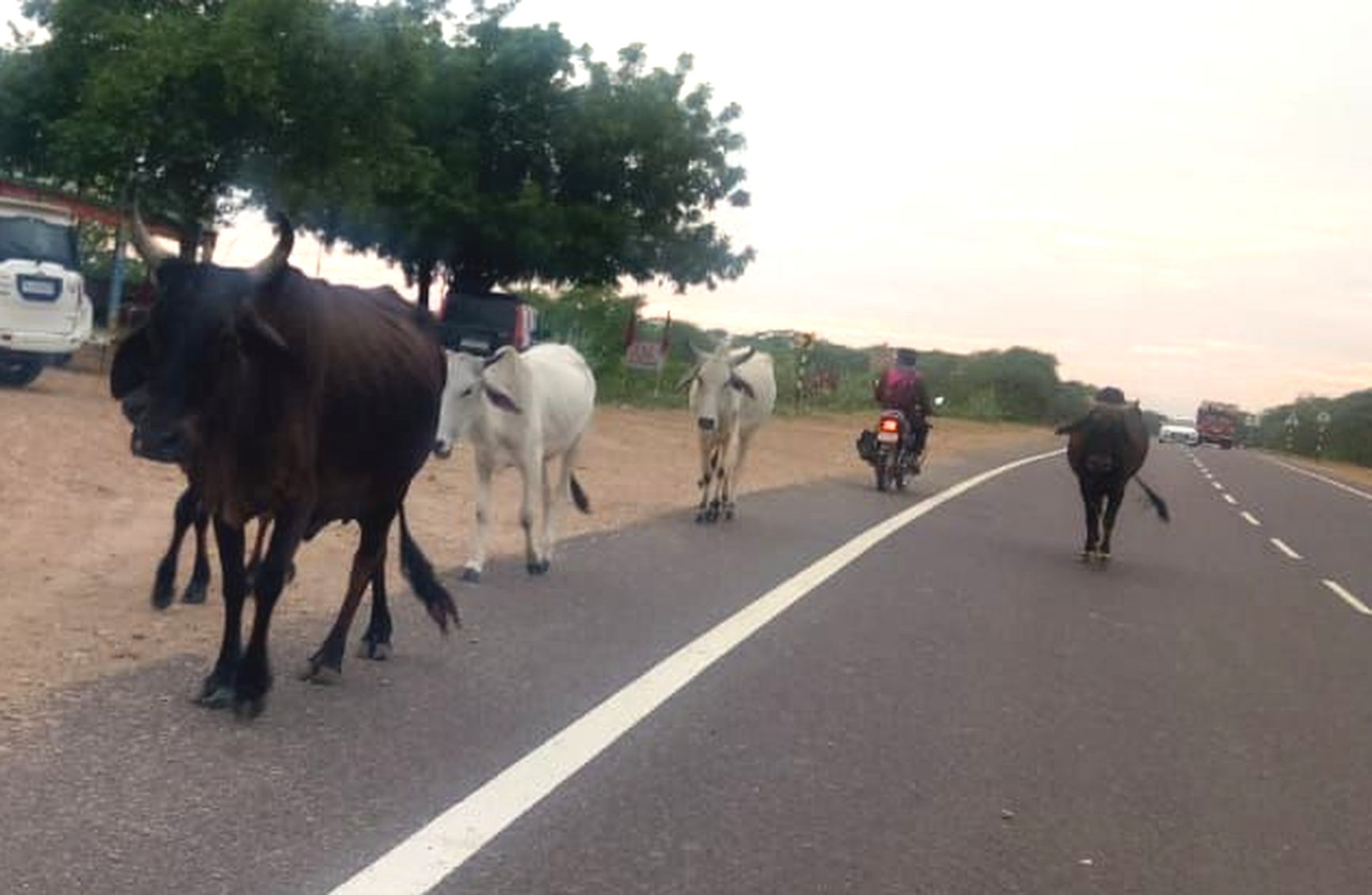यहां हर कदम पर खतरा: बारिश के बाद सड़क किनारे उगी घास के पास मंडरा रहे पशु
