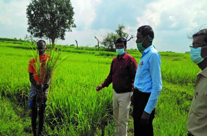 कृषि वैज्ञानिक बोले- वर्तमान मौसम कीटों व रोगों के लिए है अनुकूल, किसानों को सावधान रहने की जरूरत