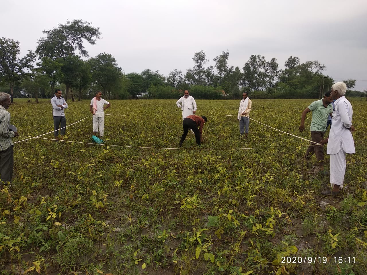 फसल कटाई प्रयोग-औसत पचास किलो प्रति हेक्टेयर निकल रहा सोयाबीन का उत्पादन, केंद्रीय दल आज करेगा मूल्यांकन