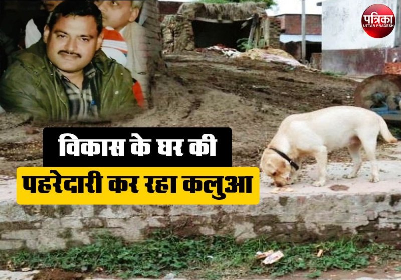 कुत्तों से बेइंतहा मोहब्बत था विकास दुबे को, गैंगस्टर की नेस्तनाबूत कोठी की अब भी पहरेदारी कर रहा कलुआ