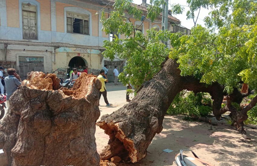 Ahmedabad News : पुराना पेड़ गिरने पर वृद्ध की मौत