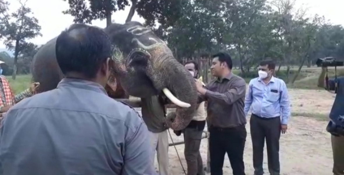 हाथी महोत्सव : नीम व अरंडी तेल से मालिश, पसंदीदा फलों का हाथियों को परोसा आहार