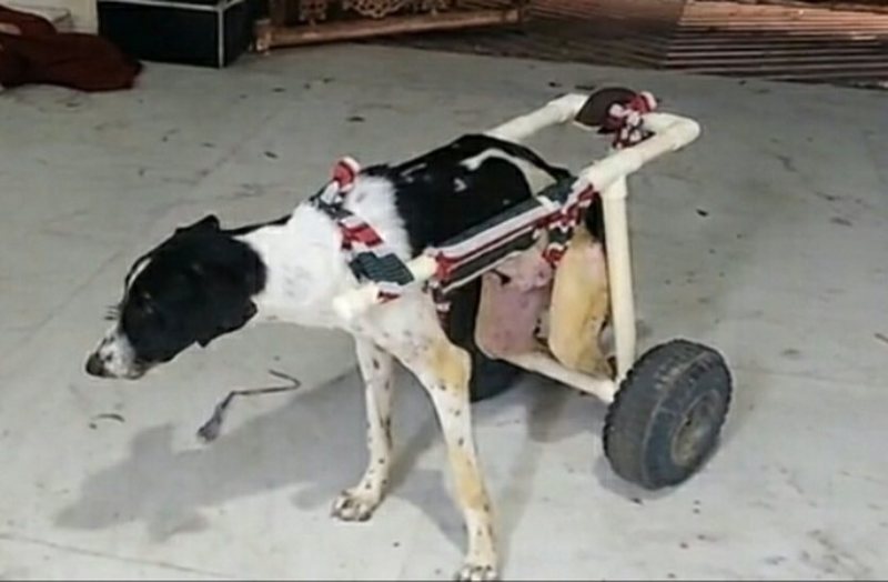 अब ‘कबरिया’ भी स्ट्रीट डॉग के साथ चल फिर सकेगा