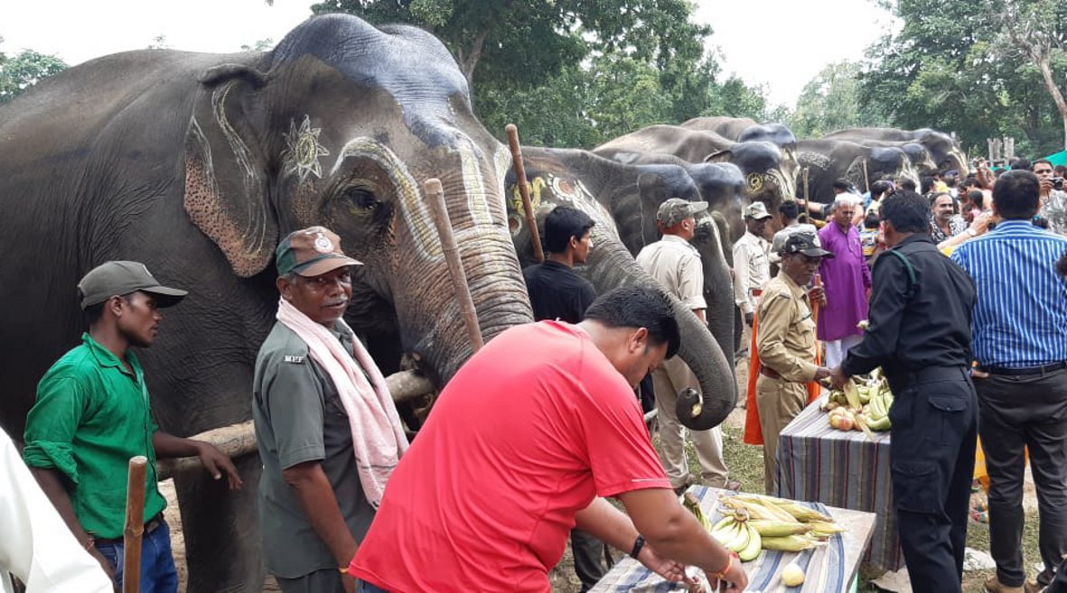 Elephant Festival boom in Bandhavgarh