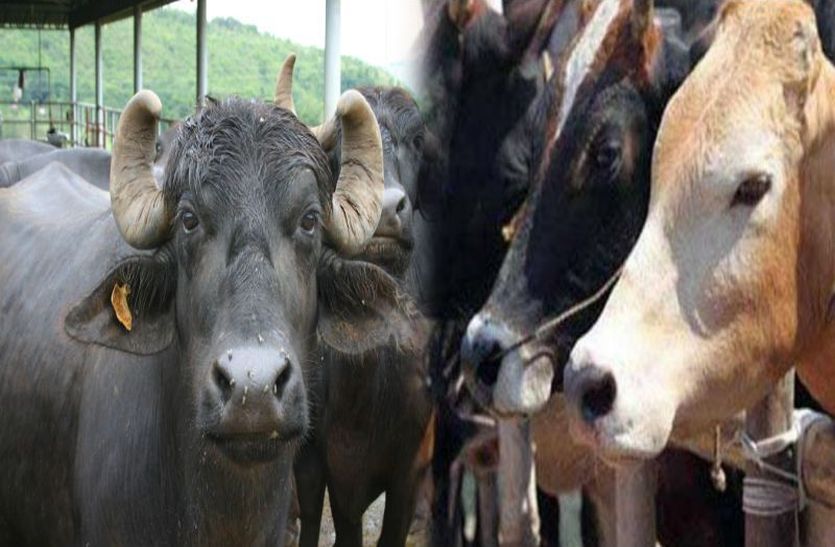 20वीं पशुगणना में खुलासा : मारवाड़-गोडवाड़ में गाय-भैंसों में इजाफा, भेड़-बकरियां घटी