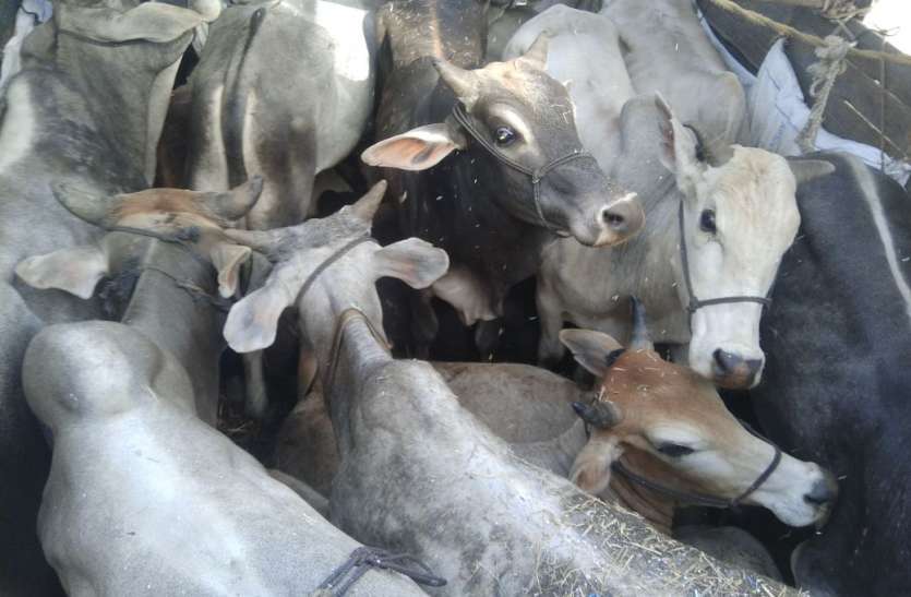 Alwar Police Arrest Two Cow Smugglers In Govindgarh Alwar