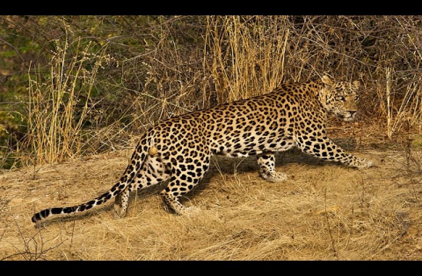 Panther Hunt Pet Dog In Alwar District