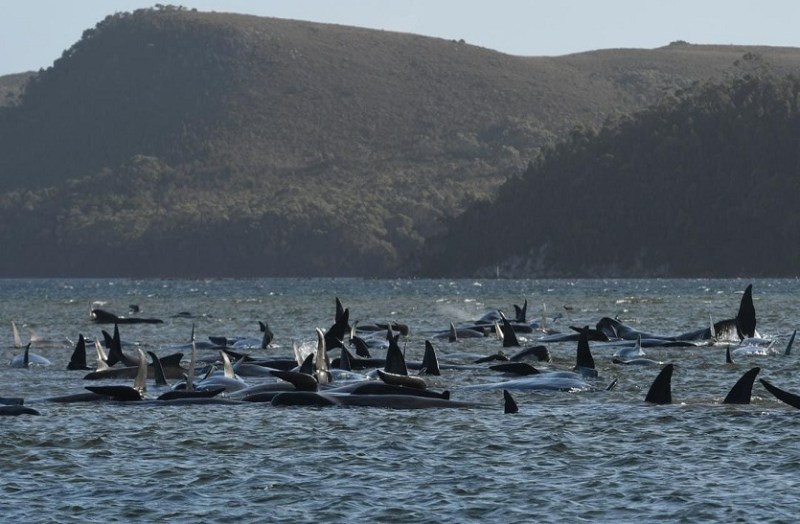 तस्मानिया के तट पर आखिर क्यों मारी गई 380 व्हेल मछलियां