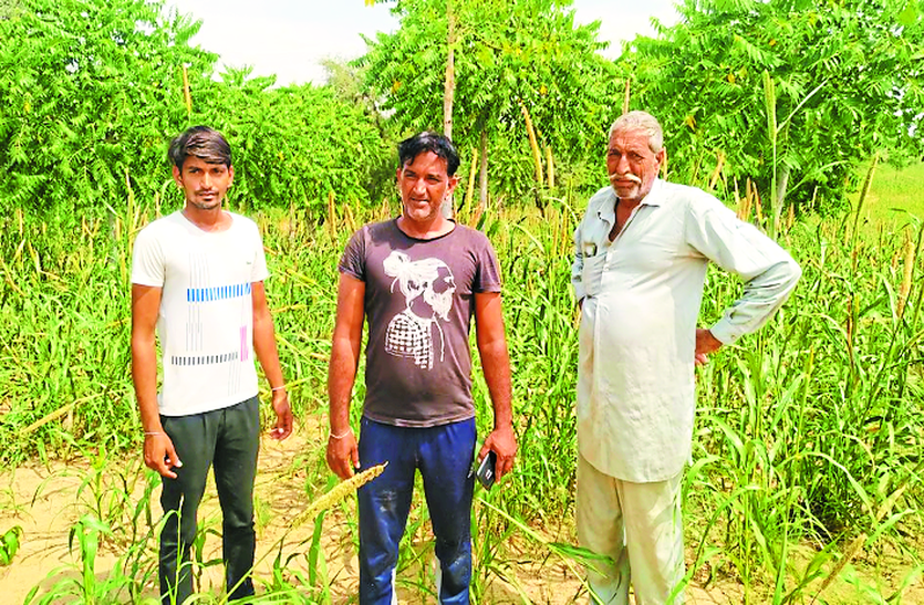 किसानों की आय बढ़ाने में सहायक है अरड़ू का पेड़