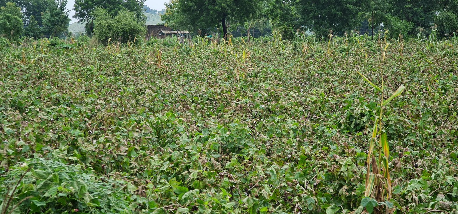 damage cotton crop