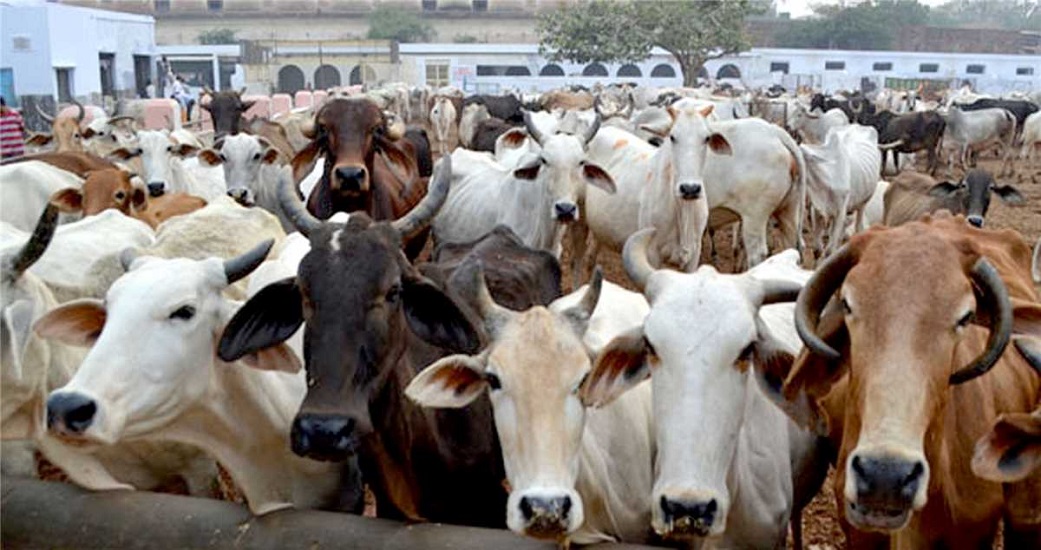 Terrorist connected with cow smuggling: गायों की तस्करी के पैसे से बंगाल में 'जिहादियों' की मदद