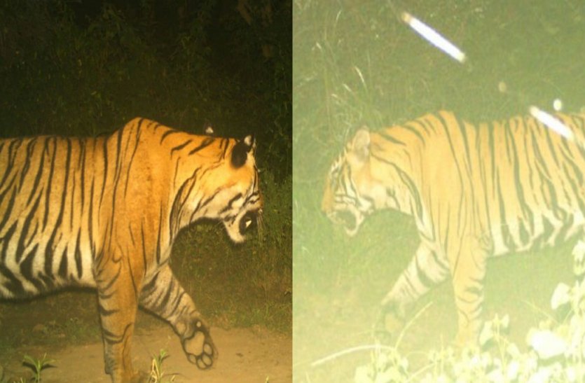 Sariska Tiger Reserve: Sariska Tigers St-20 and 21 trap in camera