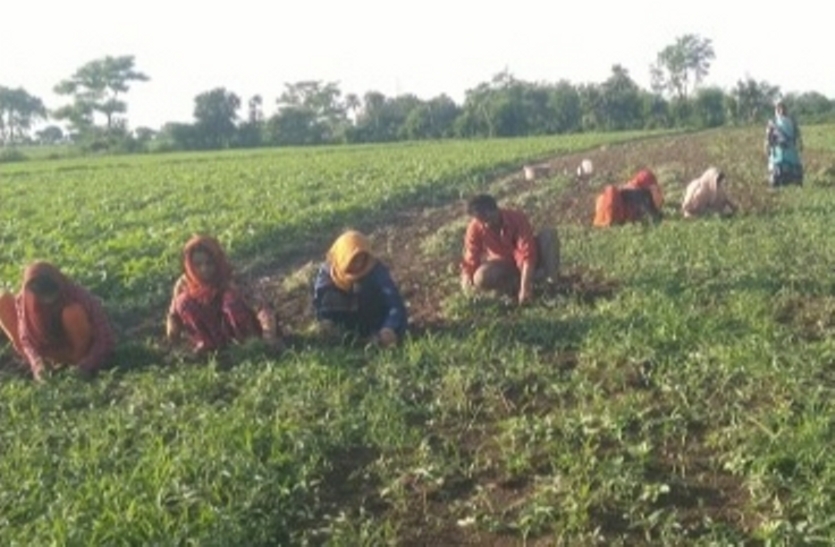कोरोनाकाल में एक एकड़ खेत में तुलसी पैदा कर कमाया 35 हजार का मुनाफा