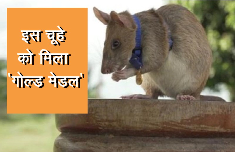 rat mangwa