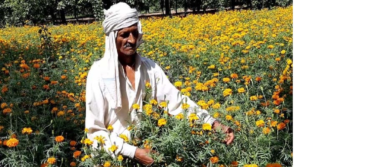 वैश्विक महामारी कोरोना के चलते कोरोना काल में फूल किसानों के चेहरे मुरझाए
