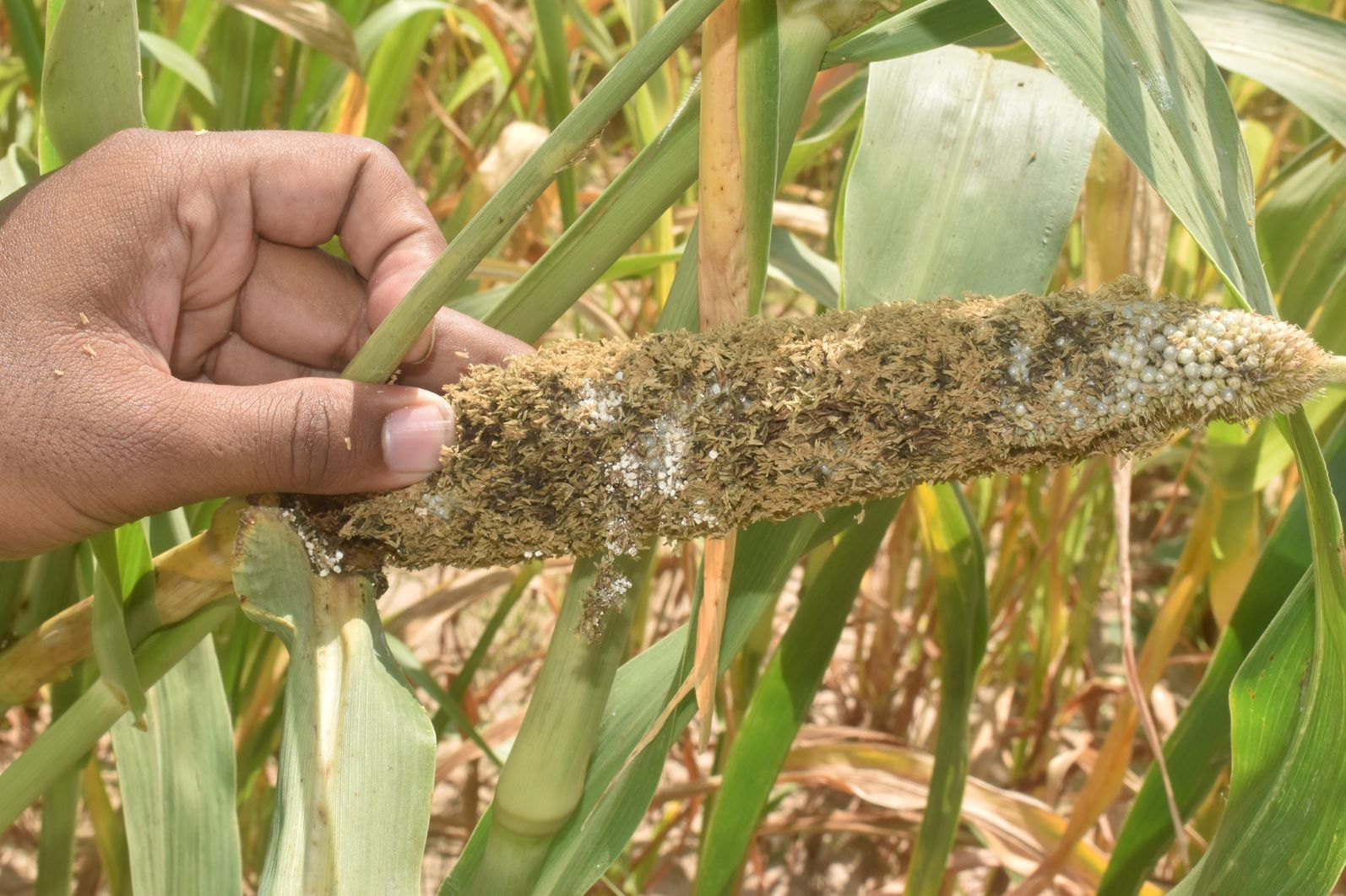 Outbreak of pest in millet crop