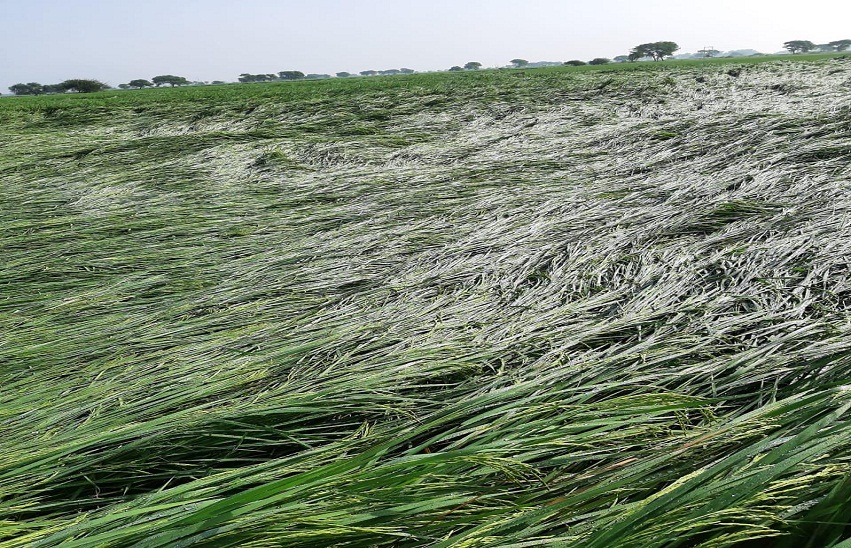 चावल की फसल में 30 से 40 फीसदी हुआ नुकसान