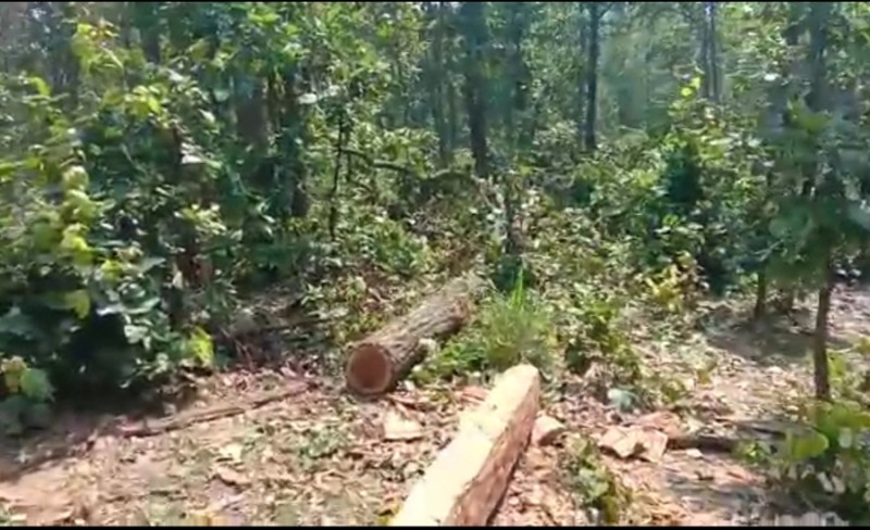 ये Video बयां कर रहा वन अफसरों की तस्करों से साठगांठ, जब जंगल ही कट जा रहे तो किस काम का लेते हैं वेतन