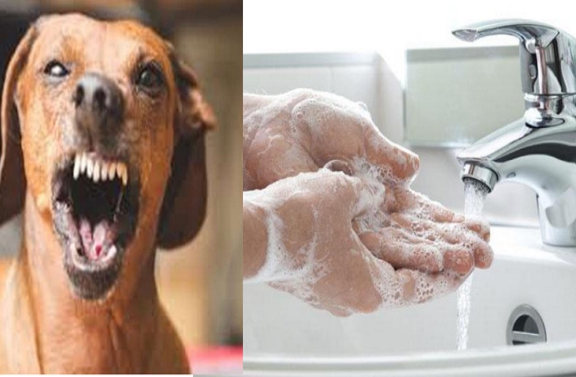 World Rabies Day : जानवर के काटने पर तत्काल साबुन या एंटिसेप्टिक से 15-20 मिनट तक बहते पानी में धोएं